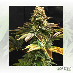 Chocolate Haze Royal Queen Seeds - 10 Seeds