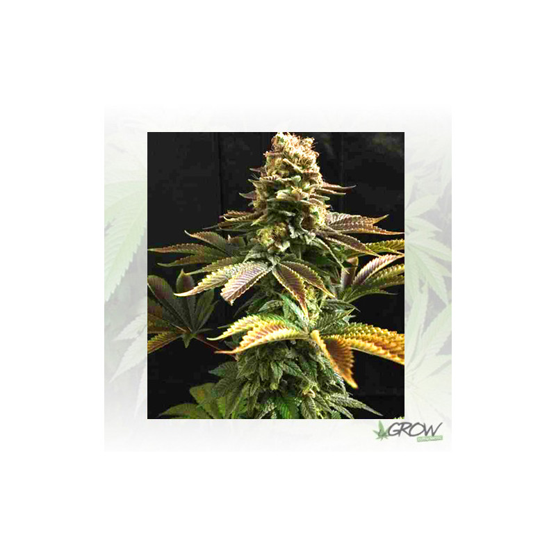 Chocolate Haze Royal Queen Seeds - 10 Seeds