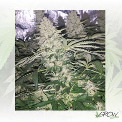 Critical Kush Royal Queen Seeds - 5 Seeds
