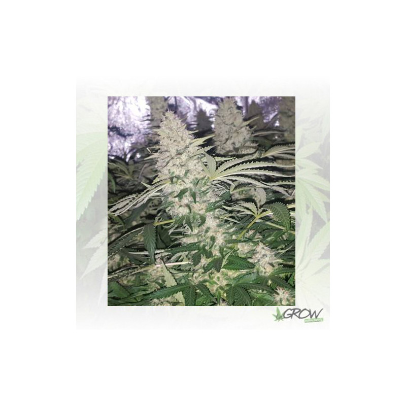 Critical Kush Royal Queen Seeds - 5 Seeds