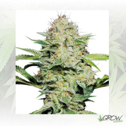 Lemon Shining Silver Haze Royal Queen - 5 Seeds