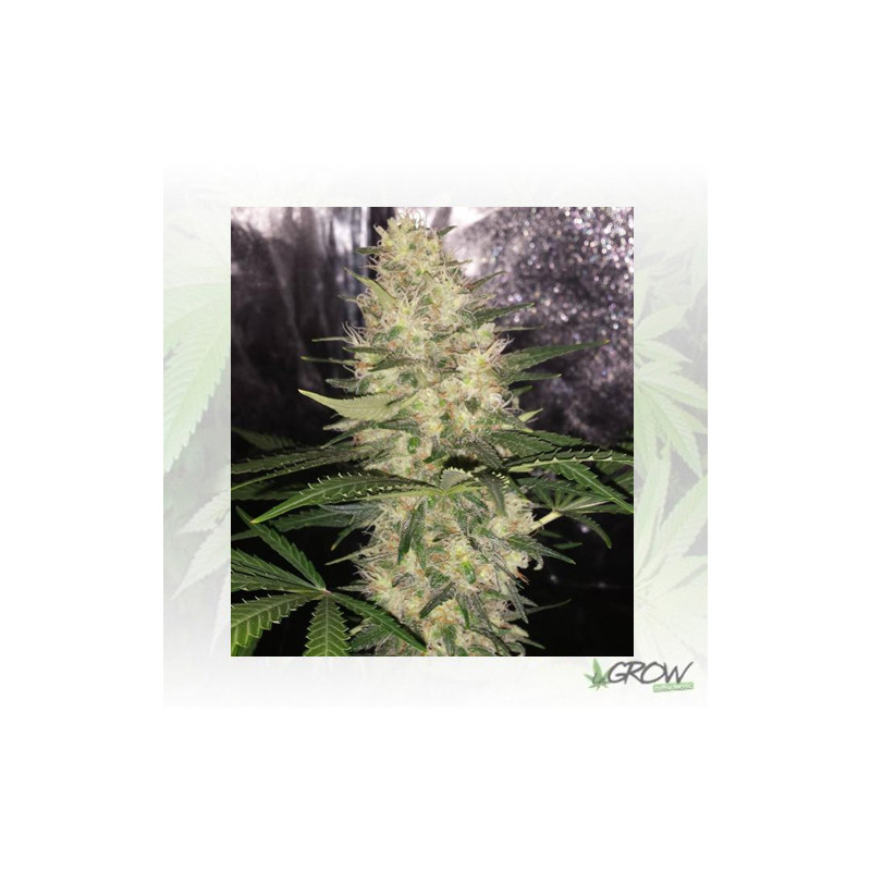 Critical Sensi Star Delicious Seed - 10 Seeds
