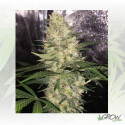 Critical Sensi Star Delicious Seed - 3 Seeds