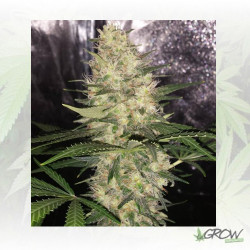 Critical Sensi Star Delicious Seed - 3 Seeds