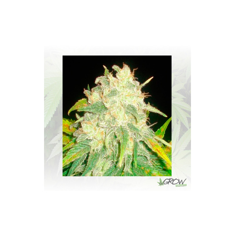 IL Diavolo Auto Delicious Seeds - 1 Seed
