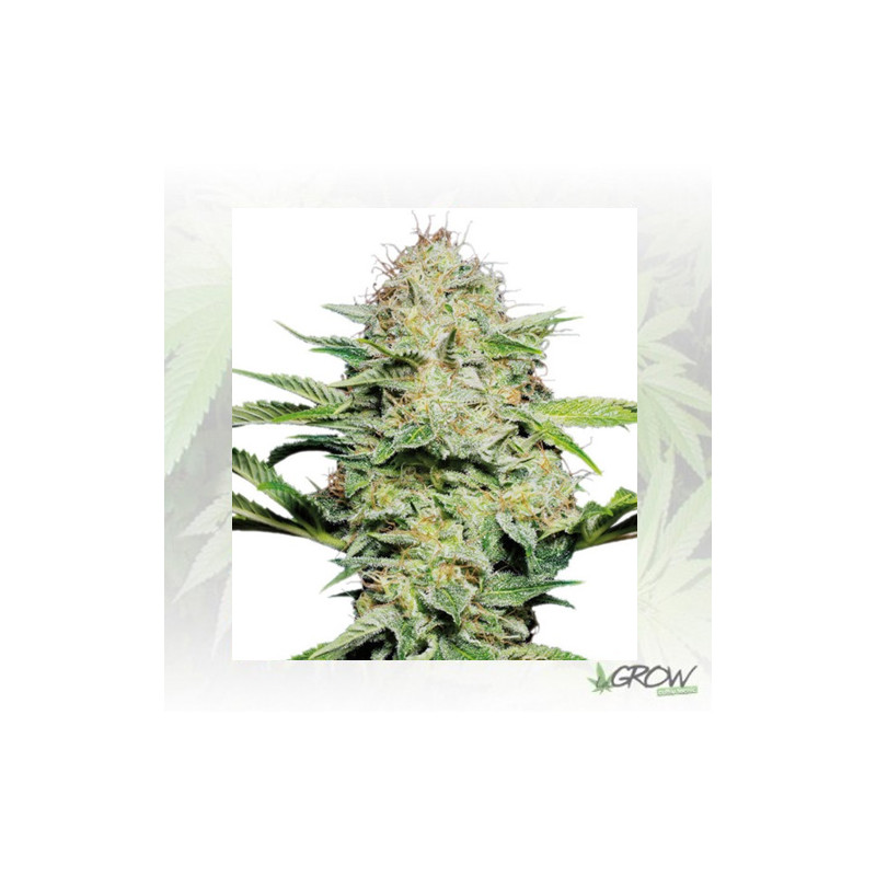 Lemon Shining Silver Haze Royal Queen - 10 Seeds