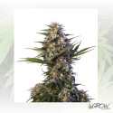 Kraken Auto Buddha Seeds - 1 Seed