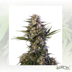 Kraken Auto Buddha Seeds - 1 Seed