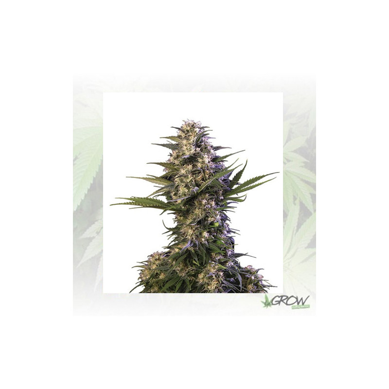 Kraken Auto Buddha Seeds - 1 Seed