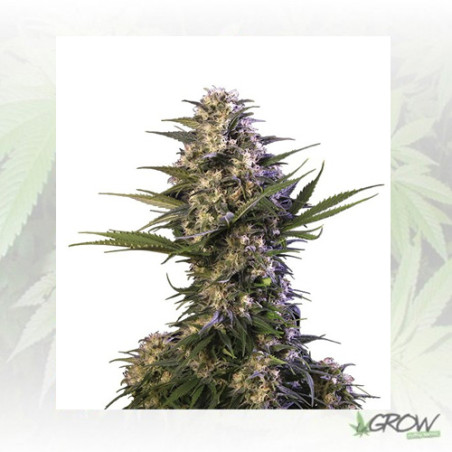 Kraken Auto Buddha Seeds - 1 Seed