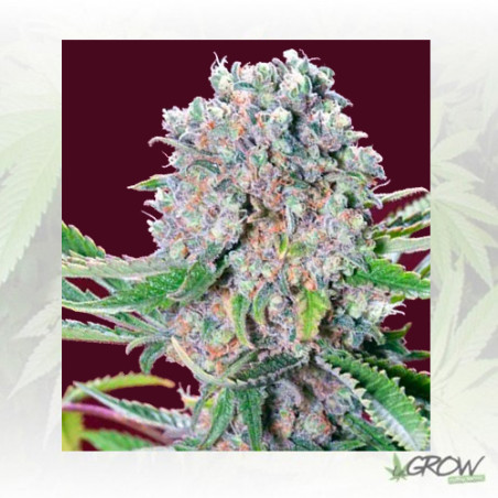 Mendocino Skunk Paradise Seeds - 10 Seeds