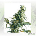 Mexican Sativa Sensi Seeds - 3 Seeds