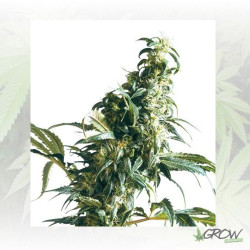 Mexican Sativa Sensi Seeds - 3 Seeds