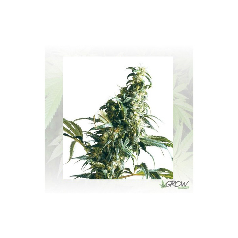 Mexican Sativa Sensi Seeds - 3 Seeds