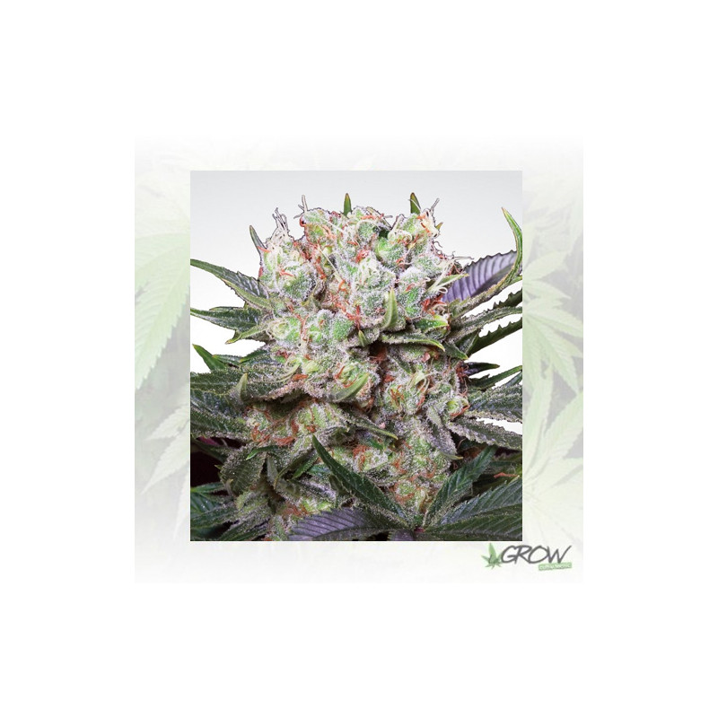 Californian Gold Paradise Seeds - 10 Seeds