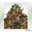 Space Cookies Paradise Seeds - 5 Seeds