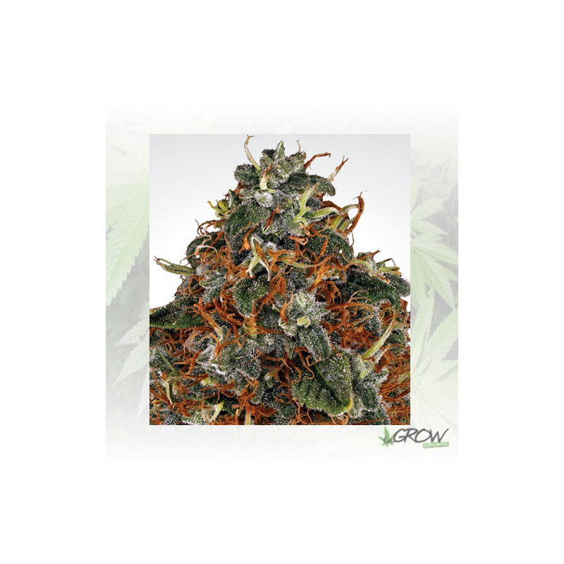 Space Cookies Paradise Seeds - 5 Seeds