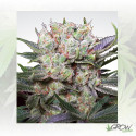 Californian Gold Paradise Seeds - 5 Seeds