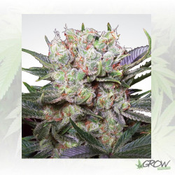 Californian Gold Paradise Seeds - 5 Seeds