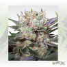 Californian Gold Paradise Seeds - 5 Seeds
