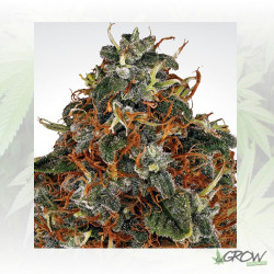 Space Cookies Paradise Seeds - 10 Seeds