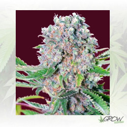 Mendocino Skunk Paradise Seeds - 3 Seeds