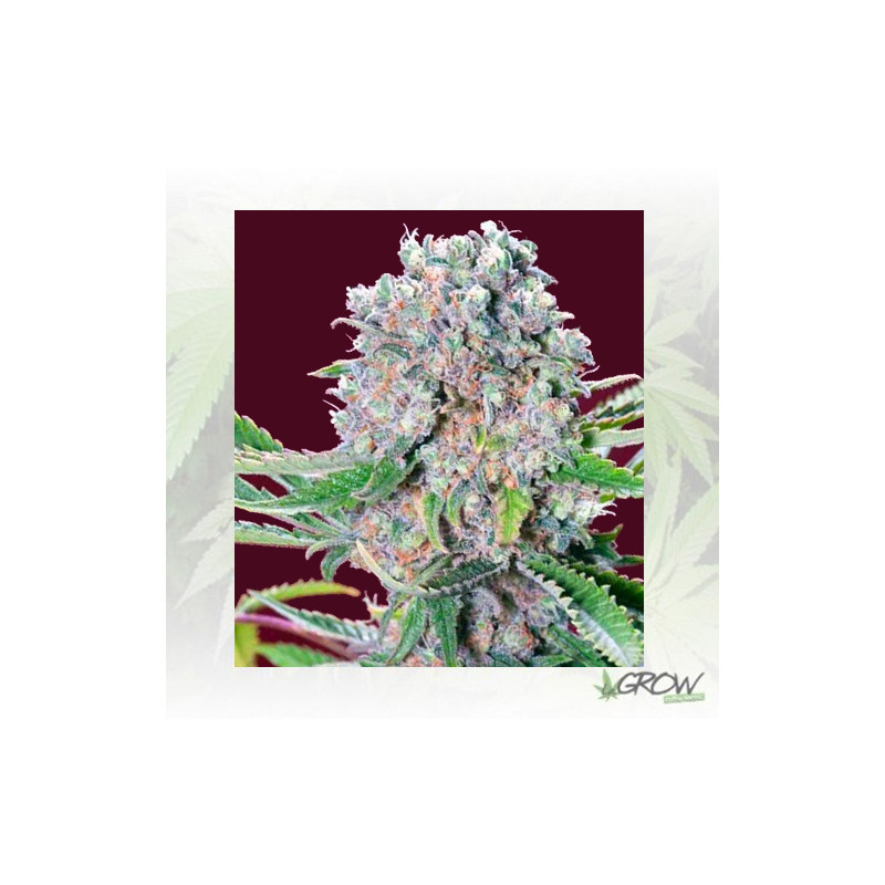 Mendocino Skunk Paradise Seeds - 3 Seeds