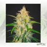 Zkittlez Auto FastBuds - 3 Seeds