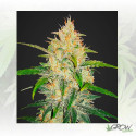 Zkittlez Auto FastBuds - 5 Seeds