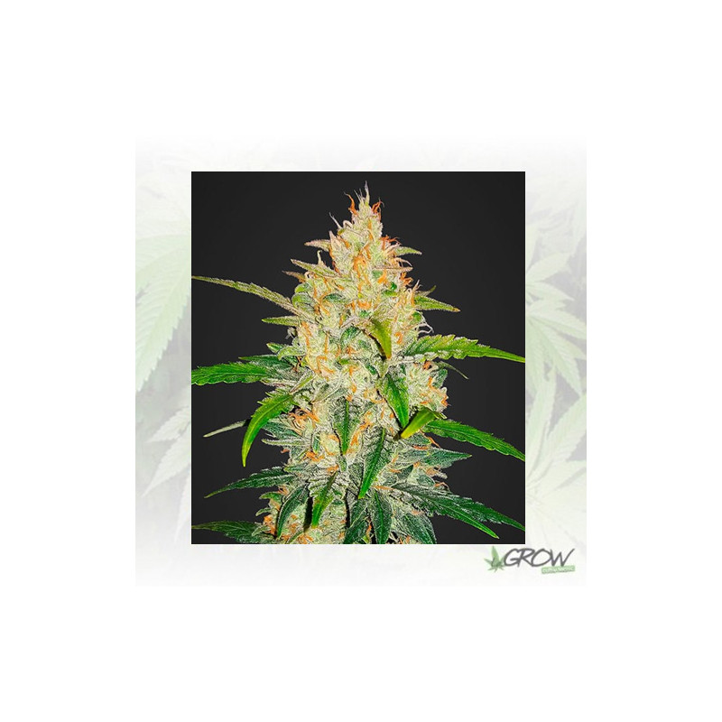 Zkittlez Auto FastBuds - 5 Seeds