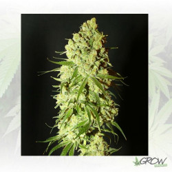 Cannatonic Resin seeds - 10 Seeds