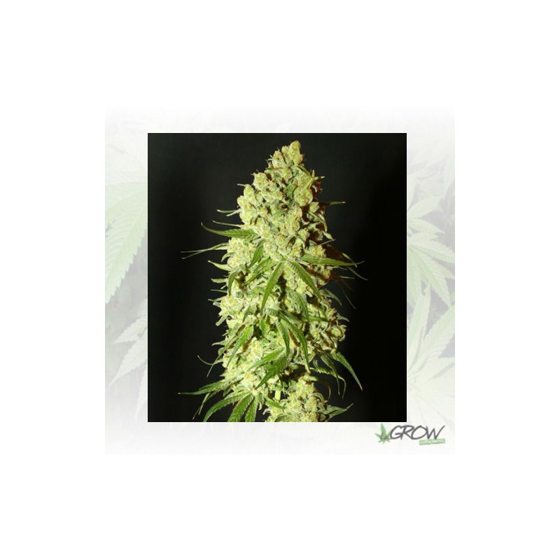 Cannatonic Resin seeds - 10 Seeds