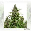 Auto Mazar® Dutch Passion - 3 Seeds
