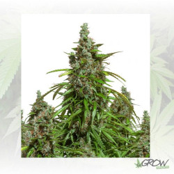 Auto Mazar® Dutch Passion - 3 Seeds