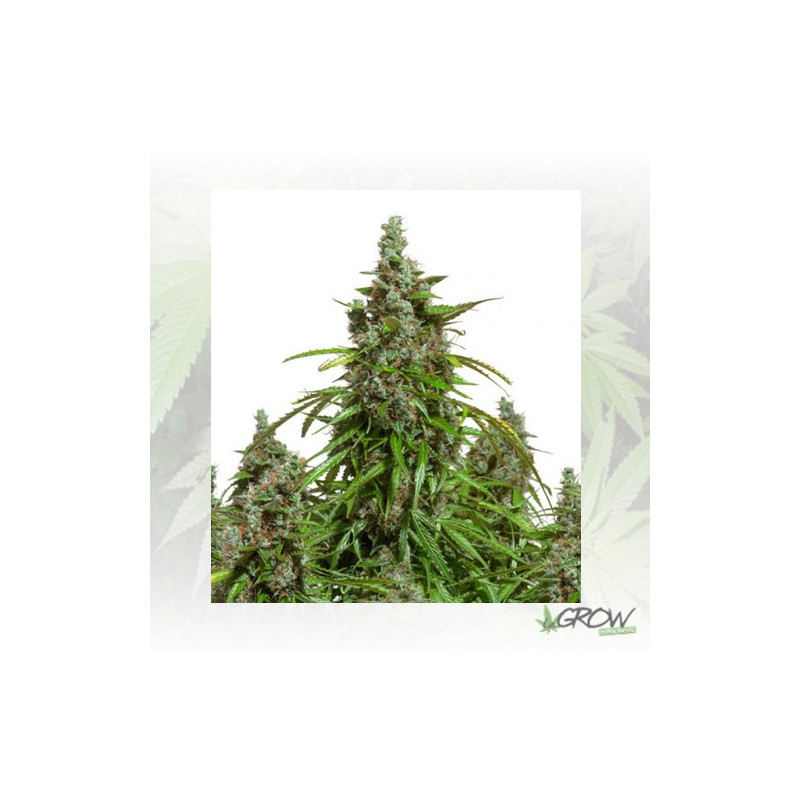 Auto Mazar® Dutch Passion - 3 Seeds