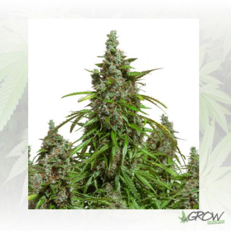 Auto Mazar® Dutch Passion - 3 Seeds