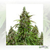 Auto Mazar® Dutch Passion - 3 Seeds