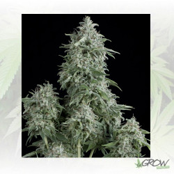Anubis Pyramid Seeds - 5 Seeds