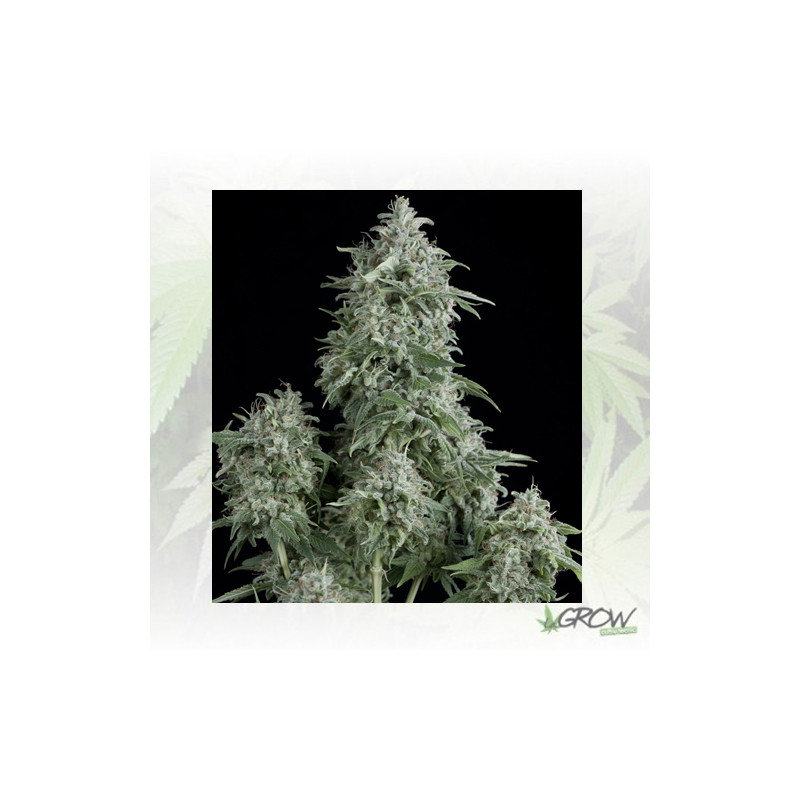 Anubis Pyramid Seeds - 3 Seeds