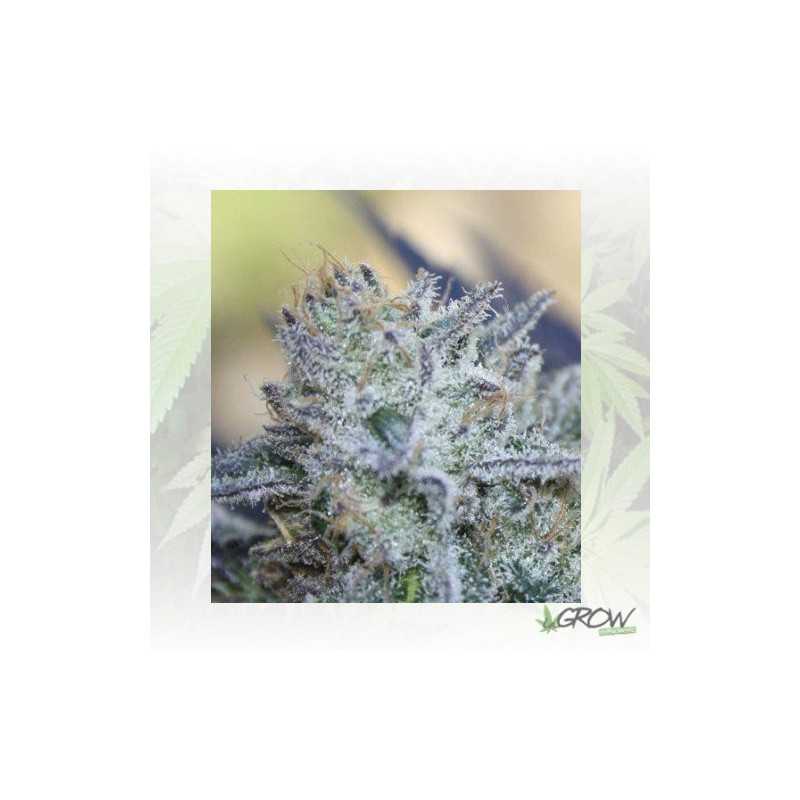 Washing Machine Ripper Seeds - 3 Seeds