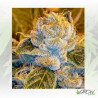 Sour Ripper Ripper Seeds - 3 Seeds