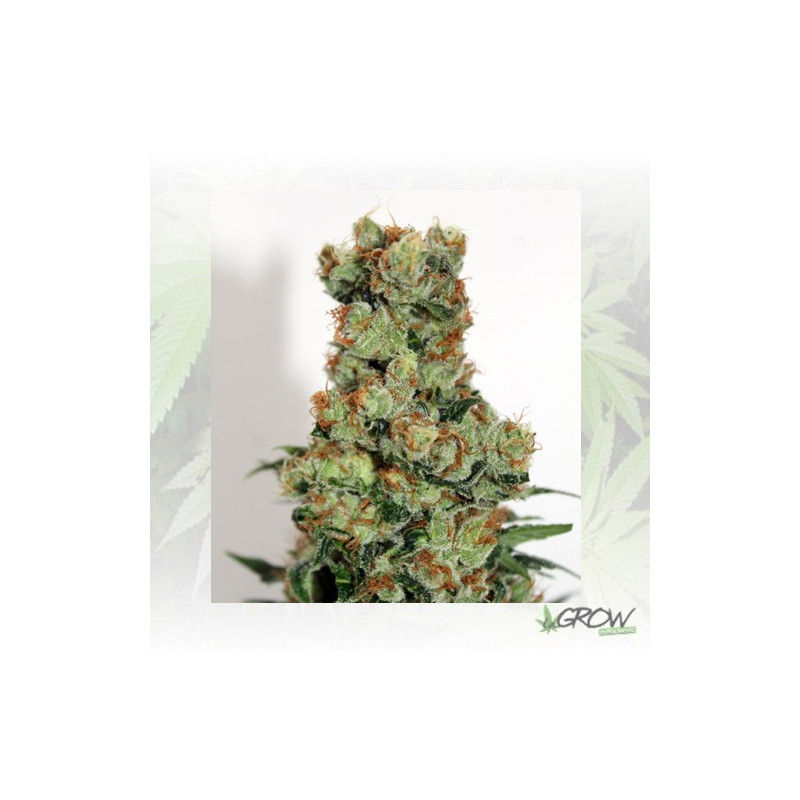 Ripper Badazz Ripper Seeds - 5 Seeds