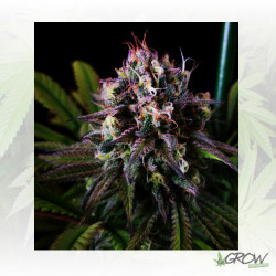 Blue Gelato 41 Barneys Farm - 3 Seeds