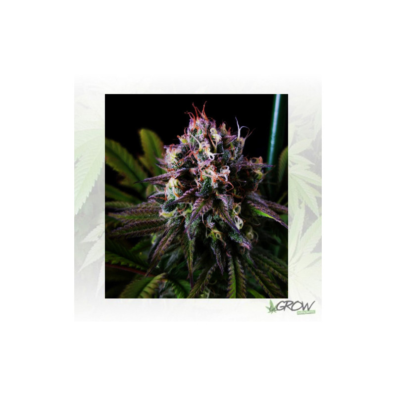 Blue Gelato 41 Barneys Farm - 3 Seeds