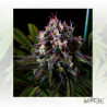 Blue Gelato 41 Barneys Farm - 3 Seeds
