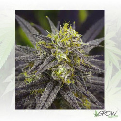 Zombie Kush Ripper Seeds - 5 Seeds