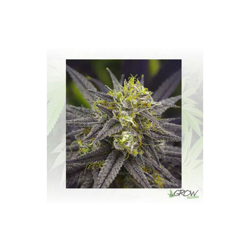 Zombie Kush Ripper Seeds - 5 Seeds