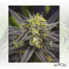 Zombie Kush Ripper Seeds - 5 Seeds