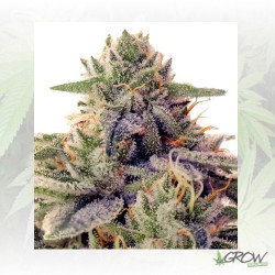 Shiskaberry Barney's Farm - 3 Seeds