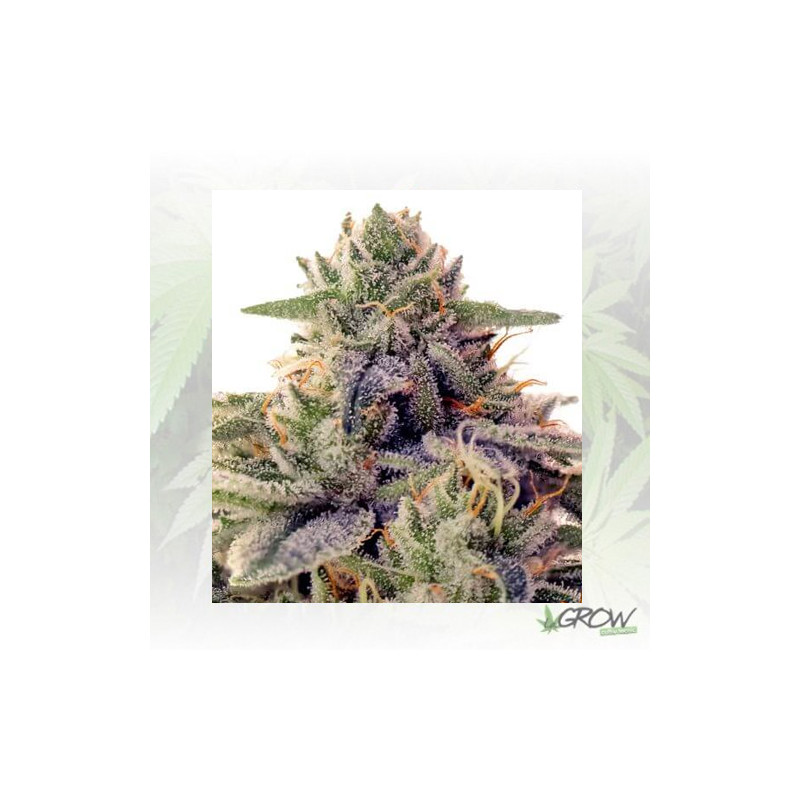 Shiskaberry Barney's Farm - 5 Seeds